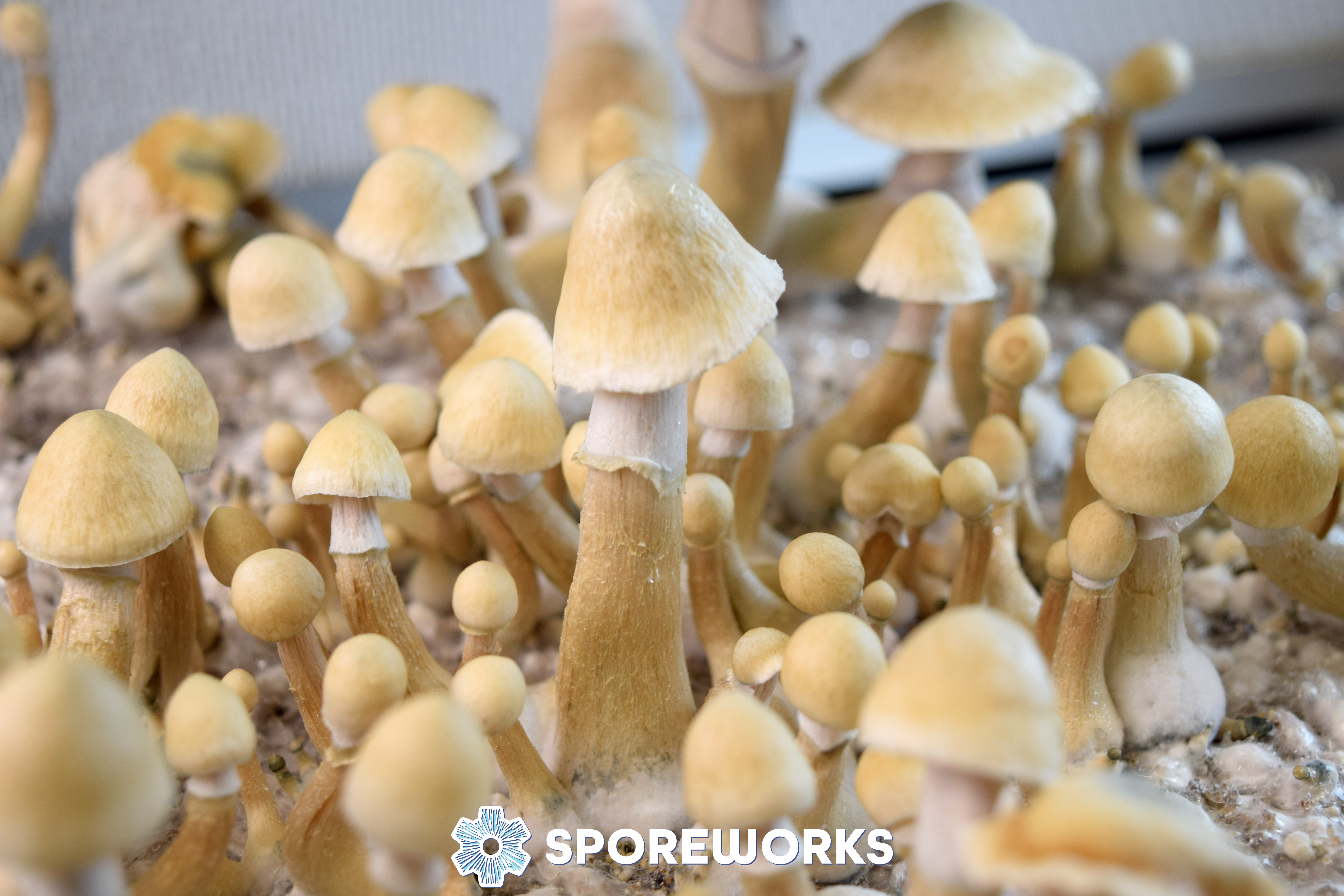 Psilocybe cubensis African Transkei Spore Syringe